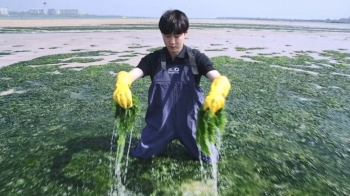 [밀착카메라] 이러지도 저러지도…제주 바다 점령한 파래, 어찌하오리까