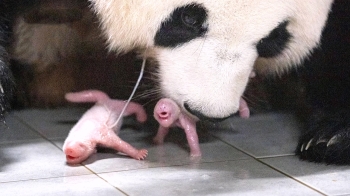 '푸바오' 동생 생겼다…판다 쌍둥이 탄생에 중국도 들썩