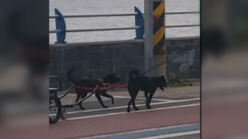 [사반 제보] '낑낑' 쇠수레 끄는 강아지들, 억지로 끌고 가는 '견주'