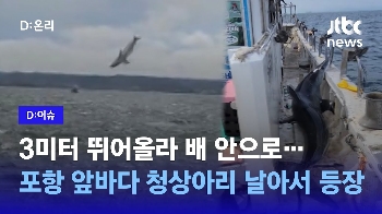 [D:이슈] 배까지 올라탔다…포항 앞바다에 등장한 '죠스'