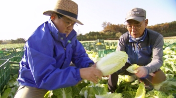 “곧 김장철인데“ 치솟는 배춧값…무름병 덮친 농가는 '시름' [머니 클라스]