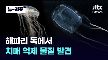 '바다의 말벌' 해파리 독, 약 될까…치매 억제 물질 찾았다 [뉴-리폿]