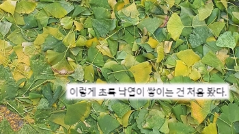 널뛰기 기온에 초록색 낙엽이 우수수…기후위기 '적신호'?