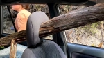 통나무가 차량 유리 뚫고 '관통'…살아남은 기적의 소녀들