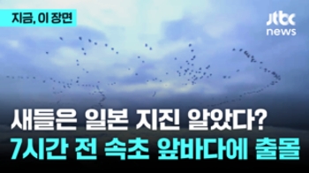 일본 지진, 새들은 알았다? 7시간 전 속초에 출몰…속설 따져보니