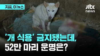 개 식용 금지됐는데 남은 52만 마리는?…중국에서도 높은 관심 