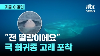 “전 딸랑이에요!” 극 희귀 오무라고래 중에서도 흰색 발견