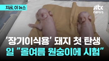 '장기이식용' 돼지 첫 탄생…일본 “올여름 원숭이에 시험“