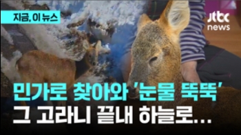 눈물 뚝뚝 흘리더니 결국…탈진해 민가 찾은 고라니 목숨 잃어