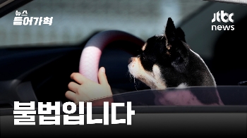 반려동물 안고 하는 운전은 '불법'…교통사고 위험도 4.7배↑
