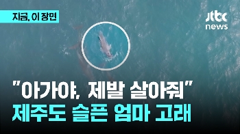 제주 앞바다에서 또…“제발 살아줘“ 슬픈 엄마 돌고래