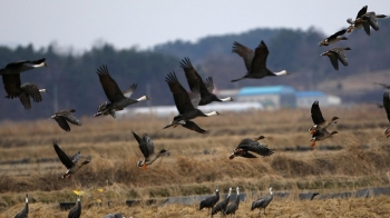 전 세계 흑두루미 70% '서산행'…멸종위기종인데 무슨 일?