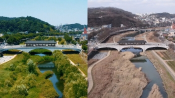 밑동만 남은 전주천 버드나무…“여기가 어디야“ 시민들 '충격'