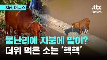 브라질 물폭탄에 “말 살려“…인도에선 “더위 먹은 소“