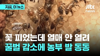 꽃 피었는데 열매 안 열려...꿀벌 감소에 농부 발 동동