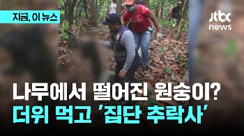 멕시코 더위에 원숭이 나무에서 떨어진다...83마리 폐사