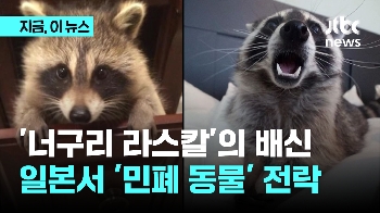 '너구리 라스칼'의 배신…일본서 '민폐' 동물 전락