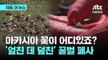 “꿀벌이 계속 사라진다“…기후 변화에 아까시 꽃도 떨어져 올해도 '비상'