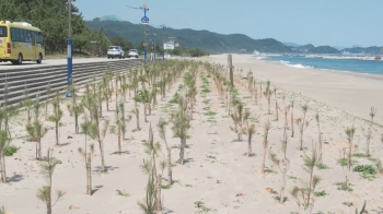 해송 잘못 심어 해안침식 '부채질'…삼척 해변에 무슨 일이