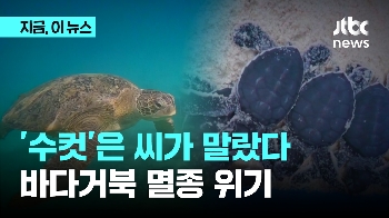 '수컷'은 씨가 말랐다…바다 거북 멸종 위기