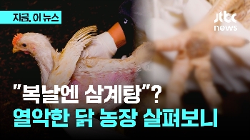 “복날엔 삼계탕“?…열악하고 불결한 닭 사육 농장 살펴보니