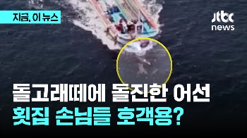 제주 돌고래 무리 향해 돌진한 낚싯배...'횟집' 호객용?