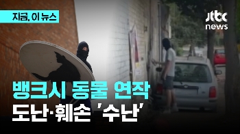 스프레이 뿌리고 뜯어가고…뱅크시 동물 연작 '수난'