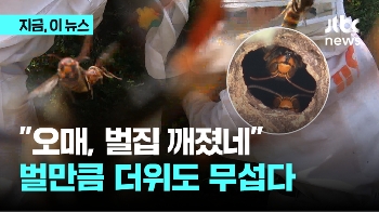 '벌 그리고 폭염과의 전쟁'...보호복 입은 소방관들의 한여름 벌집 제거   