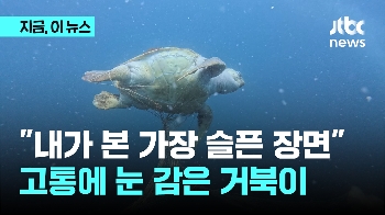 “가장 슬픈 장면“…고통에 눈 감은 거북이, 그리고 썩지 않을 그물