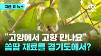 경기북부에서 쏨땀 재료를?…'온난화 대응 농업 1번지' 가보니 