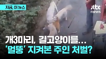 개3마리, 길고양이를…'멀뚱' 지켜본 주인 처벌?