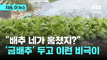 “배추 네가 훔쳤지?“…'금배추' 두고 이런 비극이