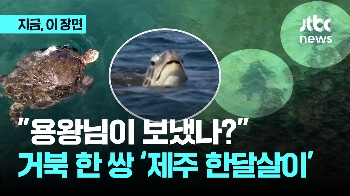 “용왕님이 보냈나“ 제주 앞바다에 등장한 거북 한 쌍 