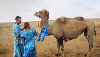 9개월 전 팔려간 낙타, 옛 주인 찾아 100km 사막길 걸었다