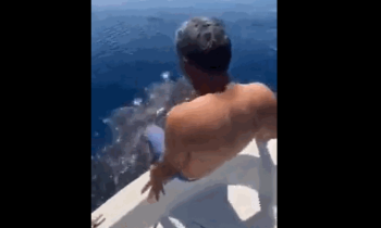 홍해에서 서핑보드 타듯…멸종위기 고래상어 올라탄 남성