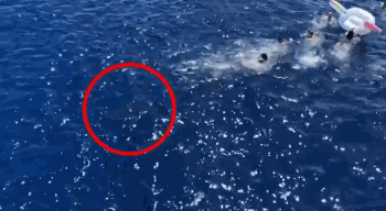 [영상] 사람에게 다가가는 상어…수십 발 조준 사격한 미국 경비대