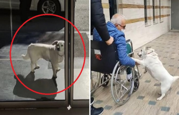 [영상] '주인 바보' 강아지, 구급차 쫓아 병원까지 간 사연