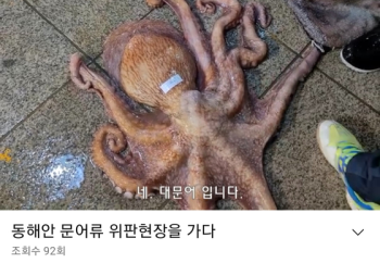 [전국24시] 저희는 동해에 사는 문어 3형제입니다.