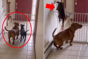 [영상] 어, 이거 봐라? 생후 3개월 강아지 탈출 도운 조력자는 바로