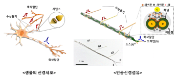 인공신경섬유 소자로 한 땀 한 땀 엮어…'뇌신경세포망 모사' 