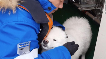 주인 몰래 산책나간 실종견, 북극 한복판서 발견됐다