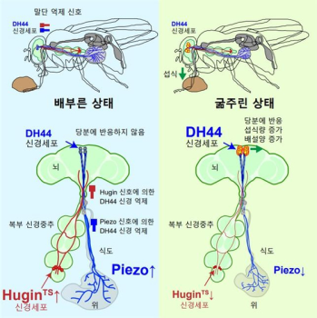 동물들은 왜 배 터지게 먹지 않을까…한국 과학자들이 풀었다