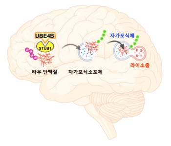 엉킨 타우단백질을 청소하는 효소 발견…치매 새 치료법 열리나