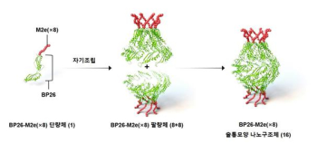 바이러스 조각 붙였더니 스스로 조립…범용 나노 백신 플랫폼