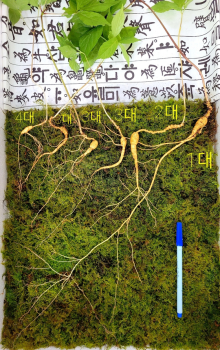 “심봤다“ 전북 남원 지리산서 100년 넘은 '천종산삼' 발견…가격은?