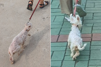 '시멘트 바닥에 질질' 학대견 구조…“2만 원에 던지듯 주고 간 주인“