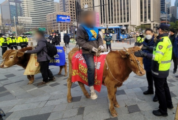 덕수궁에 버려진 소 2마리…집회 온 주인이 두고 가버렸다