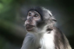 국내 첫 원숭이두창 의심환자 2명 발생...“진단검사 진행 중“