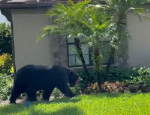 [영상] “누구 집 찾니?“ 미국 고급 주택단지에 나타난 흑곰