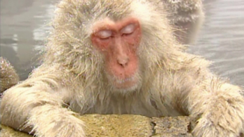 사람 공격하는 원숭이에 일본 몸살…40여명 부상에 마취총 동원